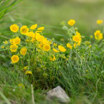 Potentilla aurea - Potentille dorée