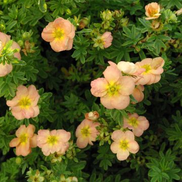 Potentille arbustive Bella Apple - Potentilla fruticosa 