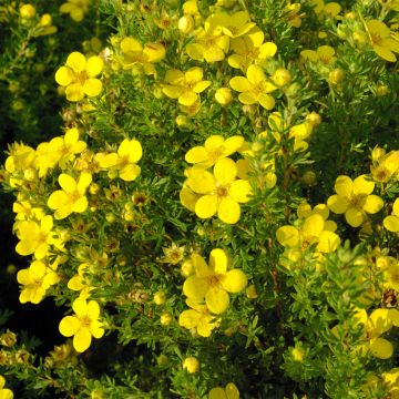 Fingerstrauch Bella Lindsey - Potentilla fruticosa