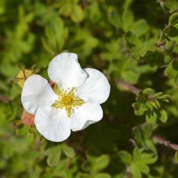 Fingerstrauch Bella Bianca - Potentilla fruticosa