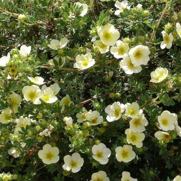 Fingerstrauch Creamissima - Potentilla fruticosa