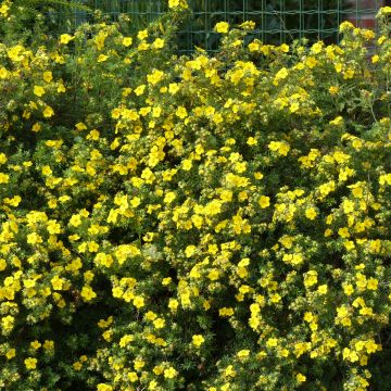 Potentilla fruticosa Goldfinger - Potentille arbustive 