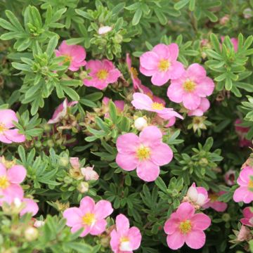 Fingerstrauch Lovely Pink - Potentilla fruticosa