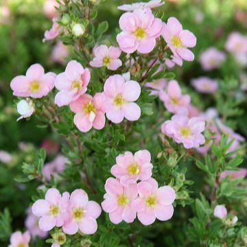 Fingerstrauch Pink Beauty - Potentilla fruticosa