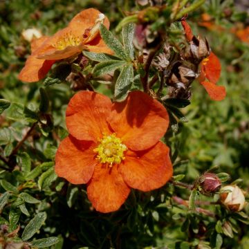 Fingerstrauch Red Ace - Potentilla fruticosa