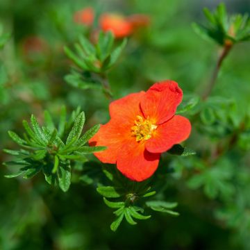 Fingerstrauch Red joker - Potentilla fruticosa