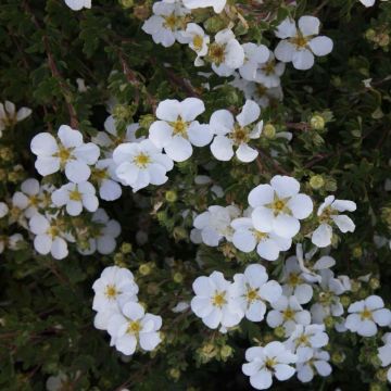 Fingerstrauch White Lady - Potentilla fruticosa