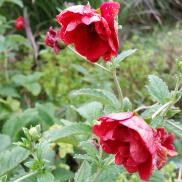 Potentilla Arc en Ciel - Gefülltes Fingerkraut