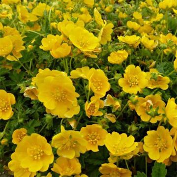 Potentilla Orange - Oranges Fingerkraut