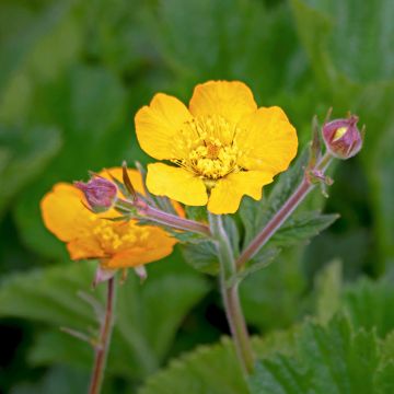 Potentilla megalantha - Großblütiges Fingerkraut