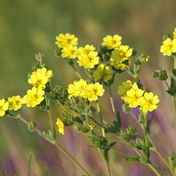 Potentilla recta Warrenii - Aufrechtes Fingerkraut