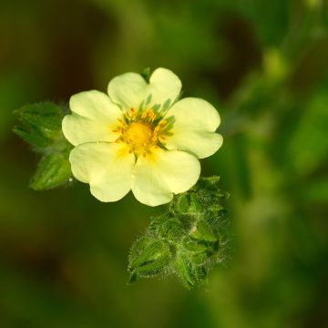 Potentilla recta sulphurea - Potentille dressée