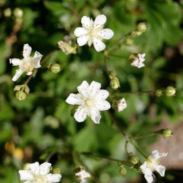 Potentilla tridentata Minima - Dreizähniges Fingerkraut