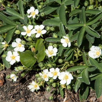 Potentilla tridentata Nuuk - Dreizähniges Fingerkraut