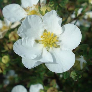 Fingerstrauch Abbotswood - Potentilla fruticosa