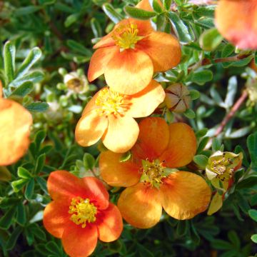 Fingerstrauch Hopley's Orange - Potentilla fruticosa