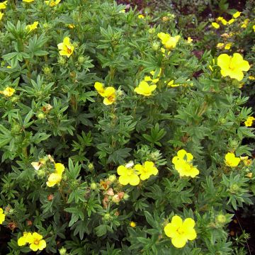 Fingerstrauch Kobold - Potentilla fruticosa