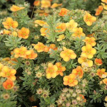 Fingerstrauch Mango Tango - Potentilla fruticosa