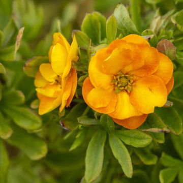 Potentille arbustive Marmalade - Potentilla fruticosa