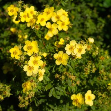 Fingerstrauch Sommerflor - Potentilla fruticosa