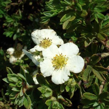 Fingerstrauch Tilford Cream - Potentilla fruticosa