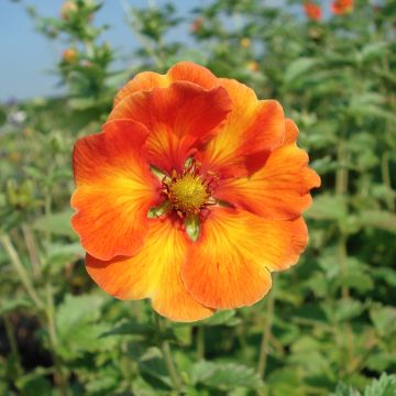 Potentilla William Rollisson - Oranges Fingerkraut