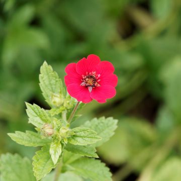 Potentilla Gibson s Scarlet - Blutrotes Fingerkraut