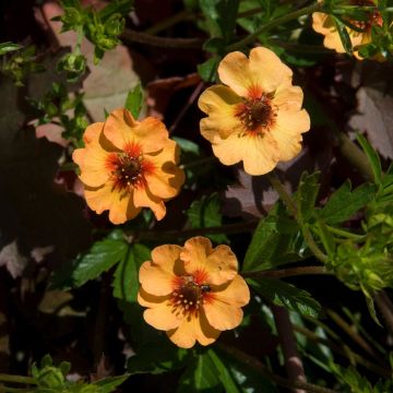 Potentille vivace - Potentilla tonguei