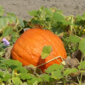 Potiron Atlantic Giant - Courge géante