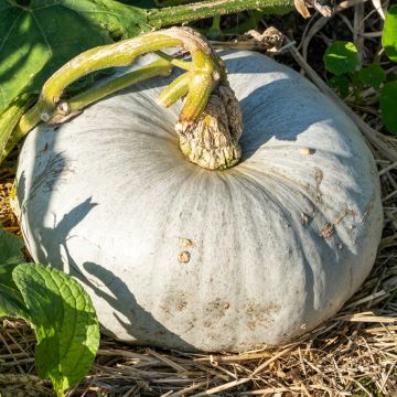 Riesen-Kürbis Bleu De Hongrie Bio - Ferme de Sainte Marthe