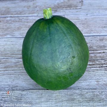 Riesen-Kürbis Courge du Pérou Bio - Ferme de Sainte Marthe