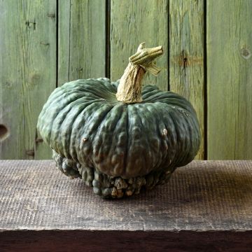 Potiron Marina Di Chioggia - Courge - Cucurbita maxima