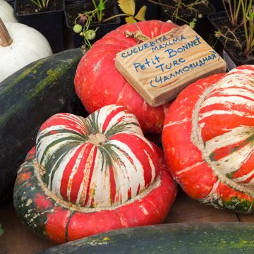 Riesen-Kürbis Petit Bonnet Turc Bio - Ferme de Sainte Marthe