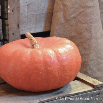 Riesen-Kürbis Rouge Vif d'Etampes Bio - Ferme de Sainte Marthe