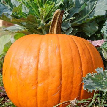 Courge Spooktacular - Potiron d'Halloween - Cucurbita pepo