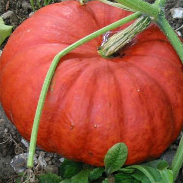 Riesen-Kürbis Rouge Vif d'Etampes