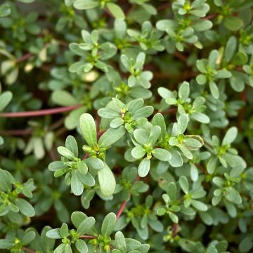 Portulak - Portulaca oleracea