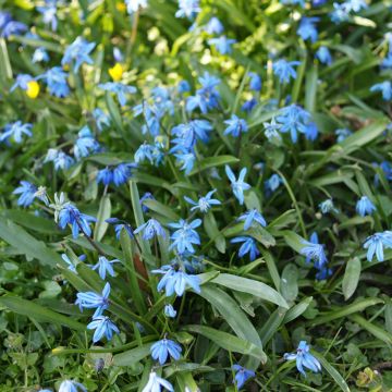 Pratia pedunculata County Park - Teppichlobelie