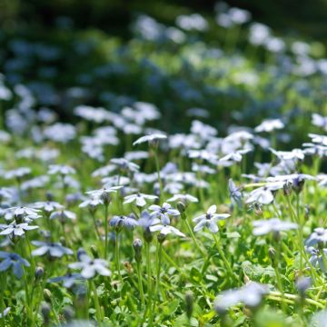 Pratia pedunculata - Teppichlobelie