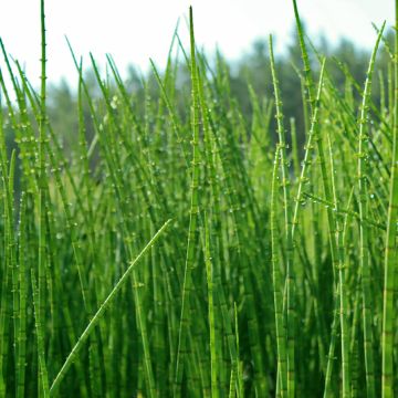 Equisetum scirpoides - Binsen-Schachtelhalm