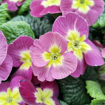 Primula pubescens Plums & Custard - Primel