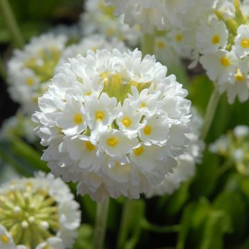 Primevère - Primula denticulata Alba