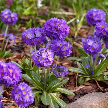 Primula denticulata Cashmeriana - Kugelprimel