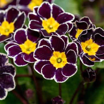 Hohe Schlüsselblume Black Laced - Primula