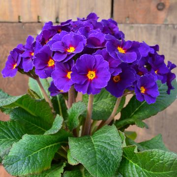 Hohe Schlüsselblume Veristar Late Blue - Primula