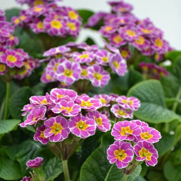 Hohe Schlüsselblume Violet Laced - Primula