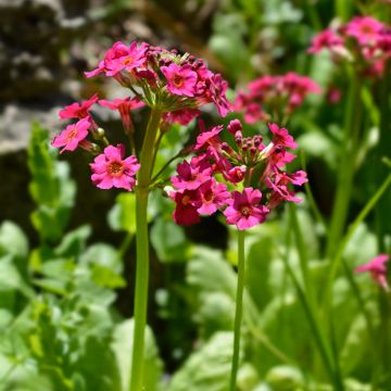 Primula japonica - Etagen-Primel