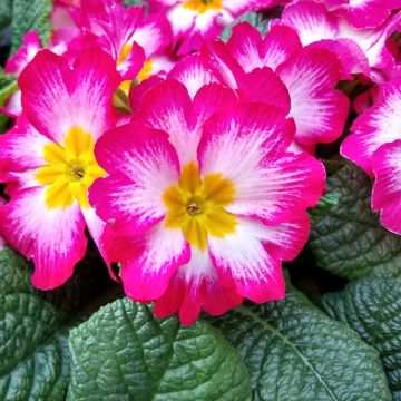 Primula Rambo F1 Pink Flame - Kissenprimel