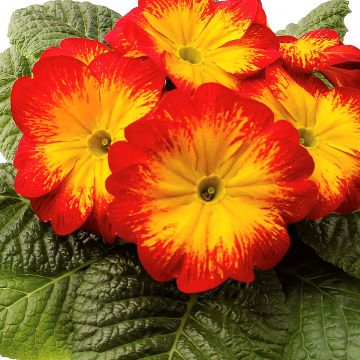 Primula Rambo F1 Red Flame - Kissenprimel