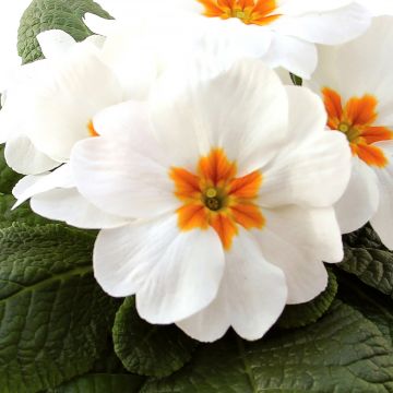 Primula Rambo F1 White - Kissenprimel